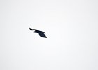 Monniksgier (juveniel)(cinereous vulture) Aegypius monachus - Gerkamp bij Gurvanbulag 12-08-2016 (2)